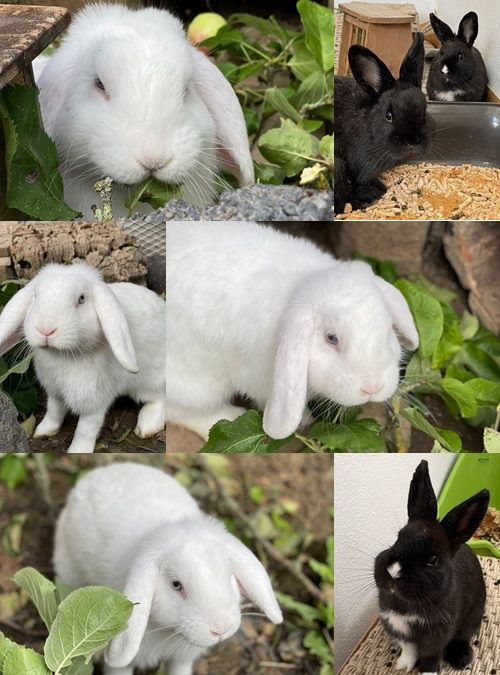 Kaninchen